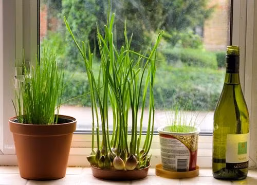 Cách đuổi muỗi bằng tỏi cực kì đơn giản mà hiệu quả ảnh 2