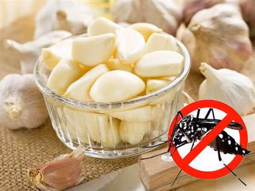 Cách đuổi muỗi bằng tỏi cực kì đơn giản mà hiệu quả ảnh 1