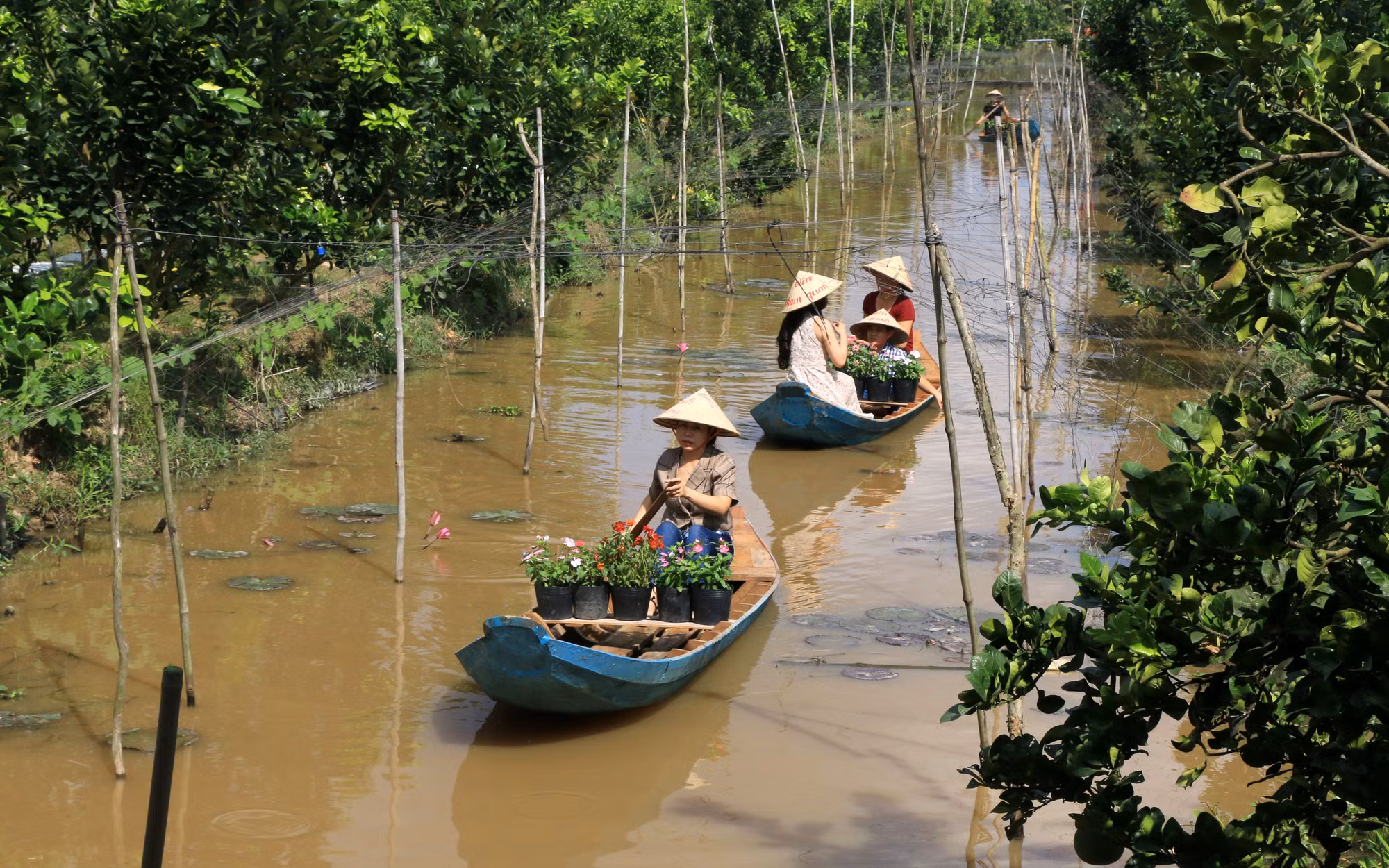 Vùng quýt hồng Lai Vung rộn ràng đón khách ảnh 4