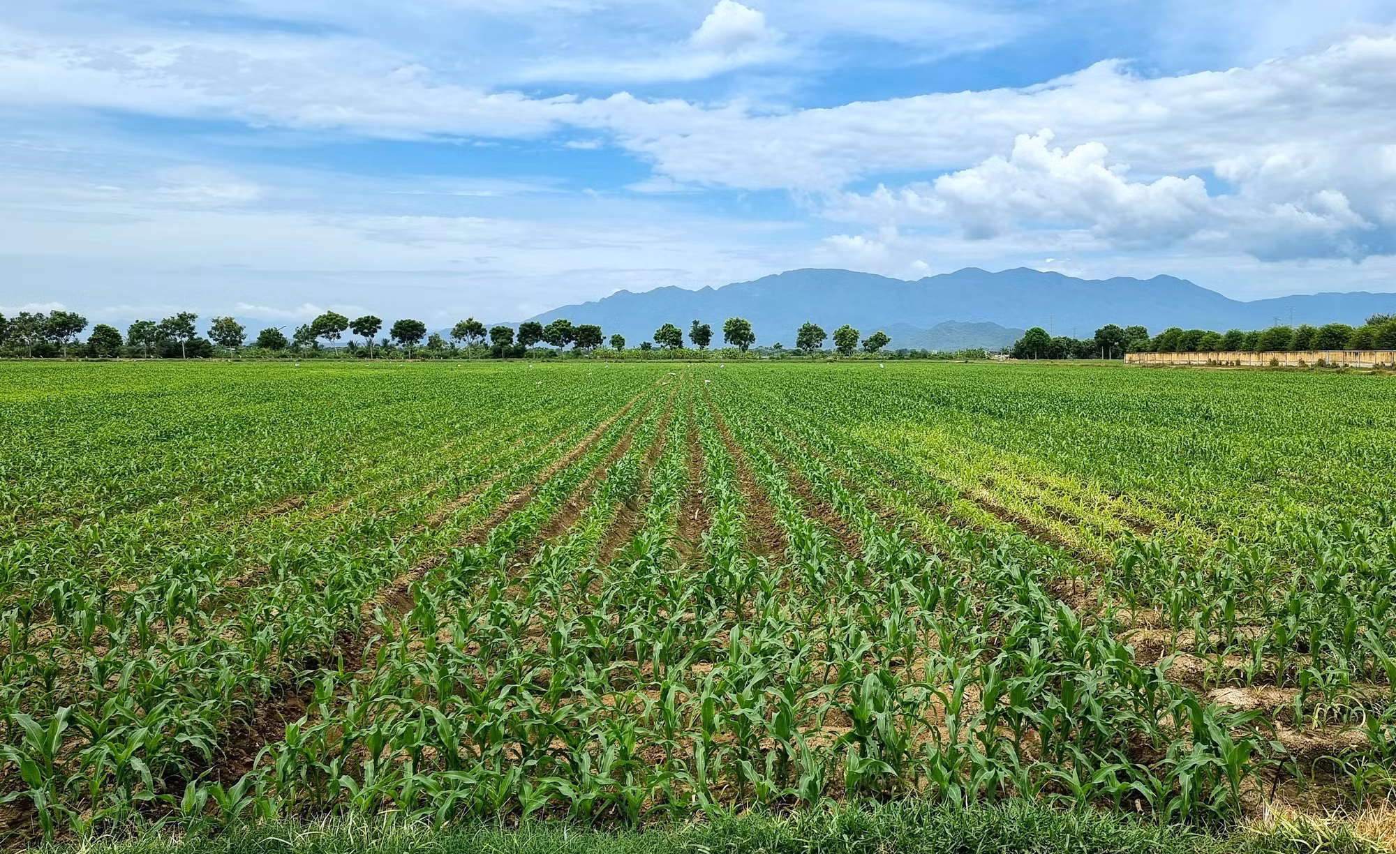 Ninh Thuận chuyển đổi cơ cấu cây trồng phù hợp với điều kiện canh tác ảnh 3