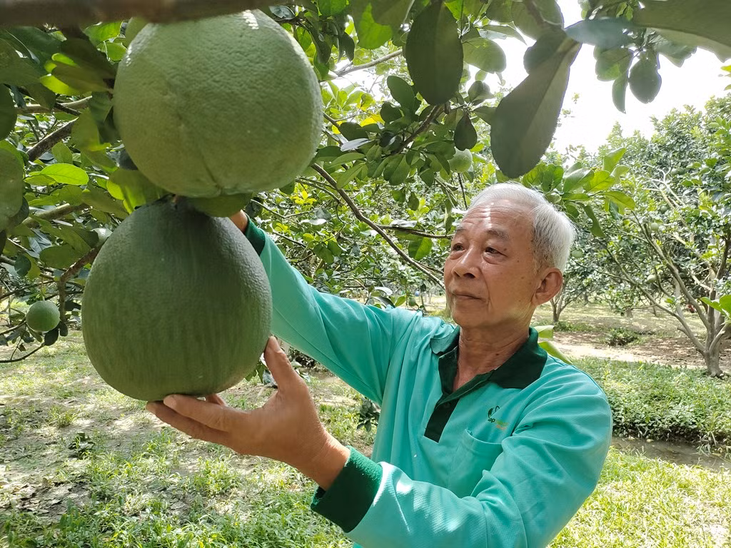 Bưởi da xanh vươn mình ra biển lớn (Bài 1) ảnh 2