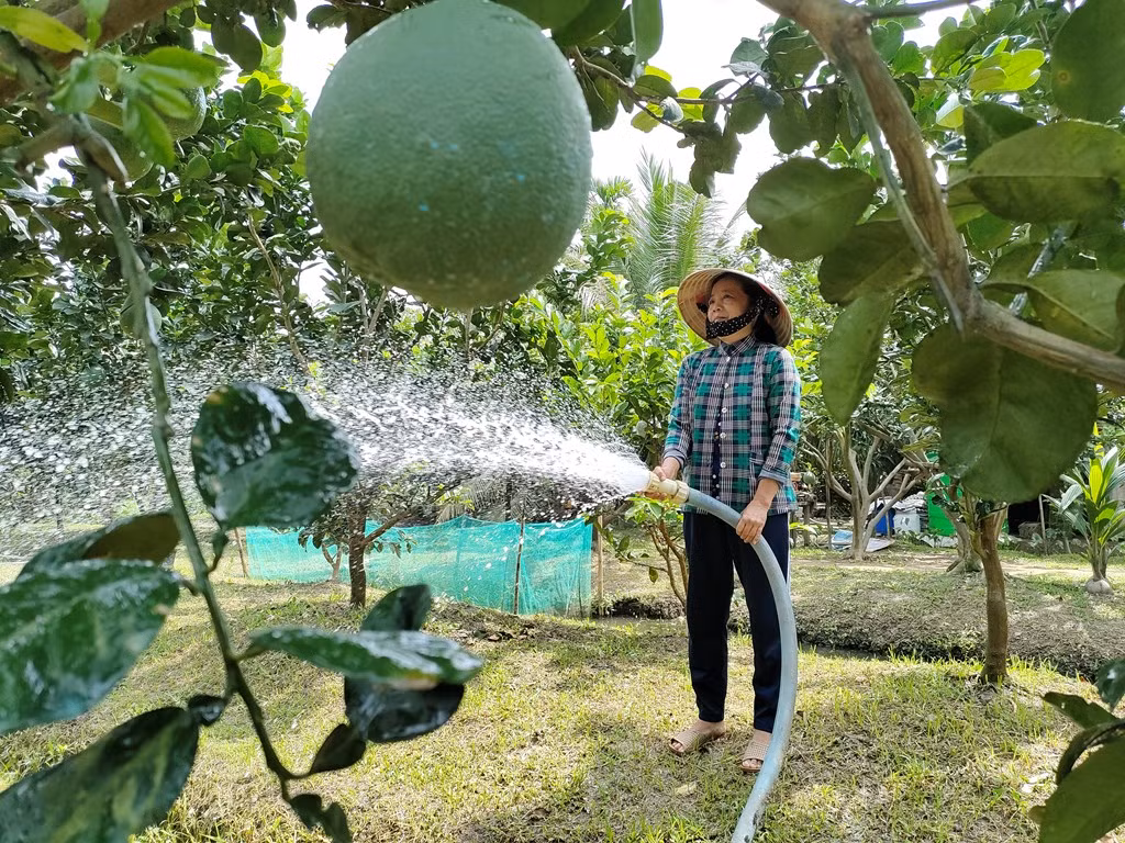 Bưởi da xanh vươn mình ra biển lớn (Bài 1) ảnh 3