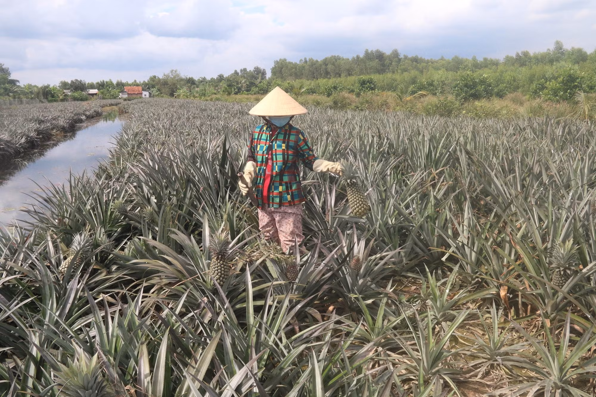 Khơi dậy tiềm năng vùng Đồng Tháp Mười ảnh 1