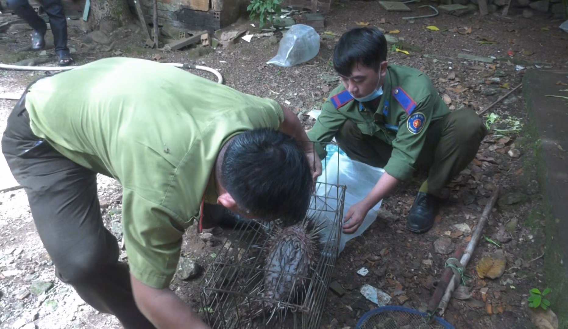 Bình Phước: Một người dân thả 25 con nhím về rừng tự nhiên ảnh 1