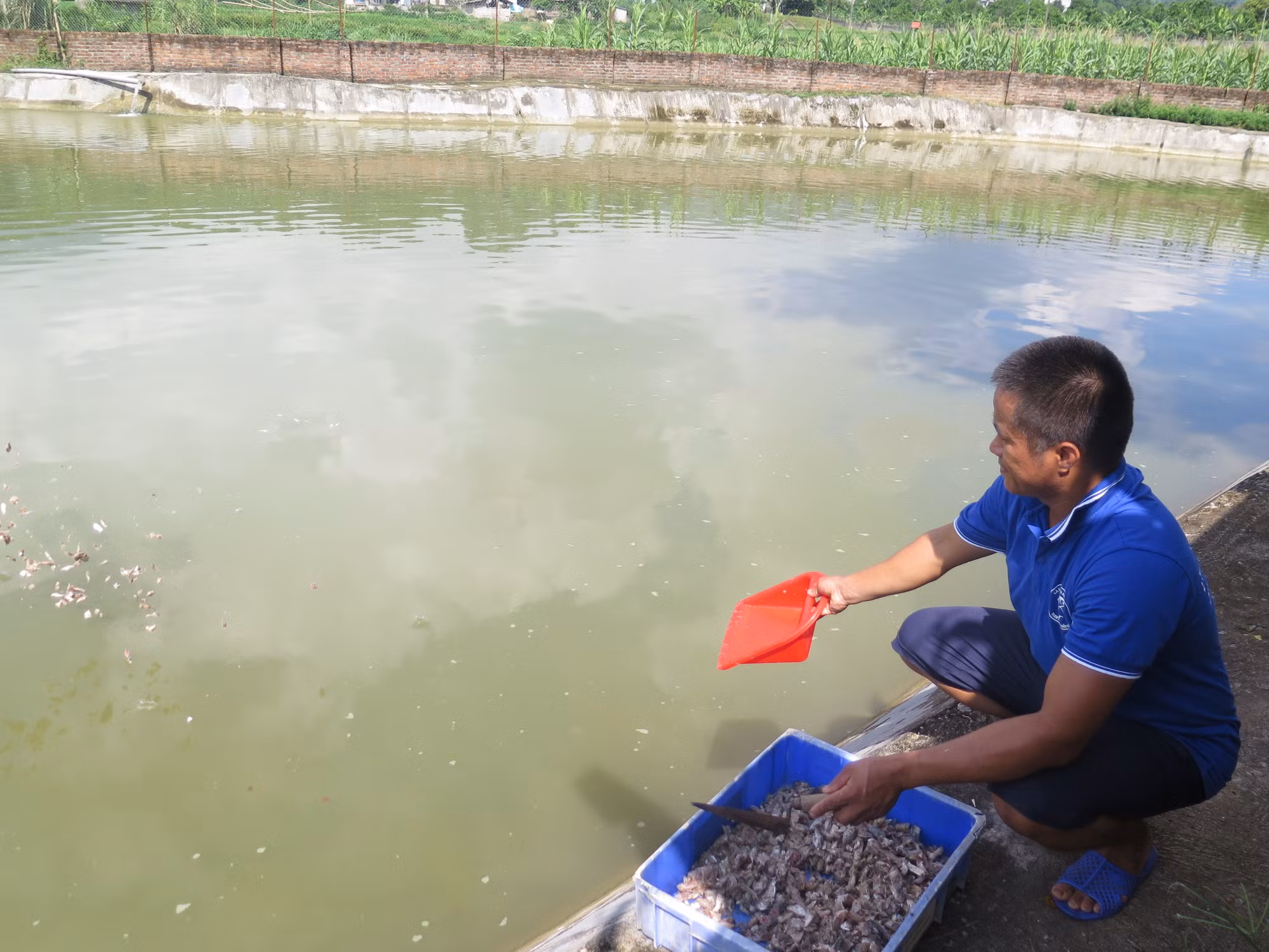 Anh Phạm Văn Hàn mở hướng phát triển kinh tế mới ở vùng cao với nghề nuôi cá quất ảnh 2