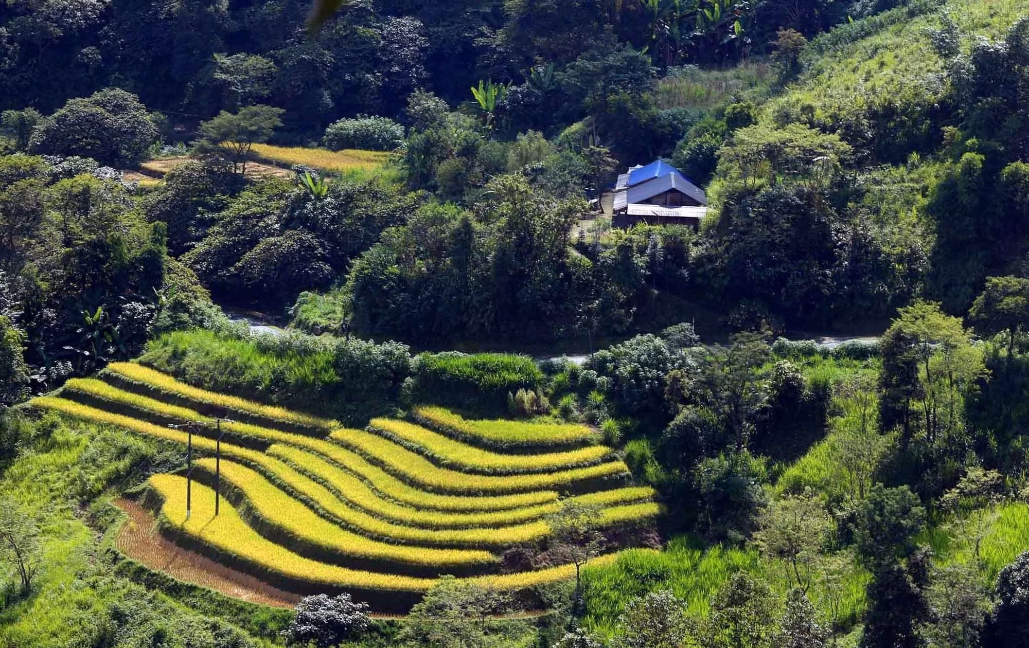 Mùa vàng trên vùng biên Phong Thổ (Lai Châu) ảnh 16