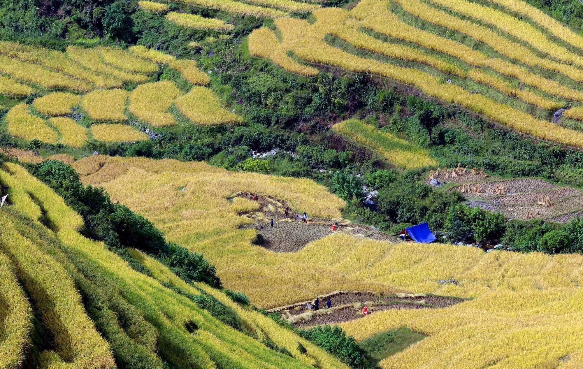 Mùa vàng trên vùng biên Phong Thổ (Lai Châu) ảnh 14