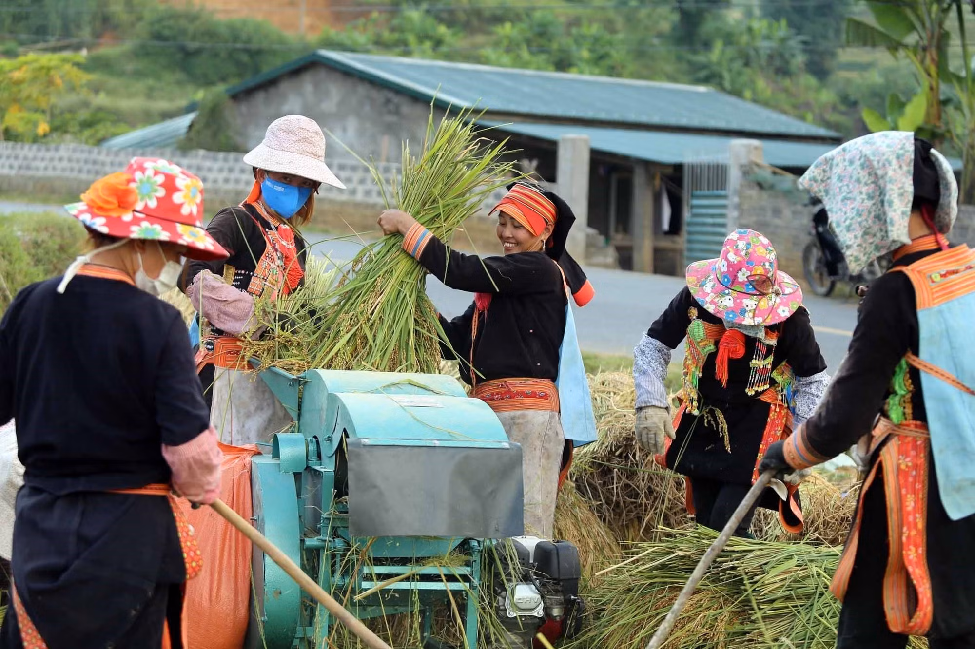 Mùa vàng trên vùng biên Phong Thổ (Lai Châu) ảnh 7