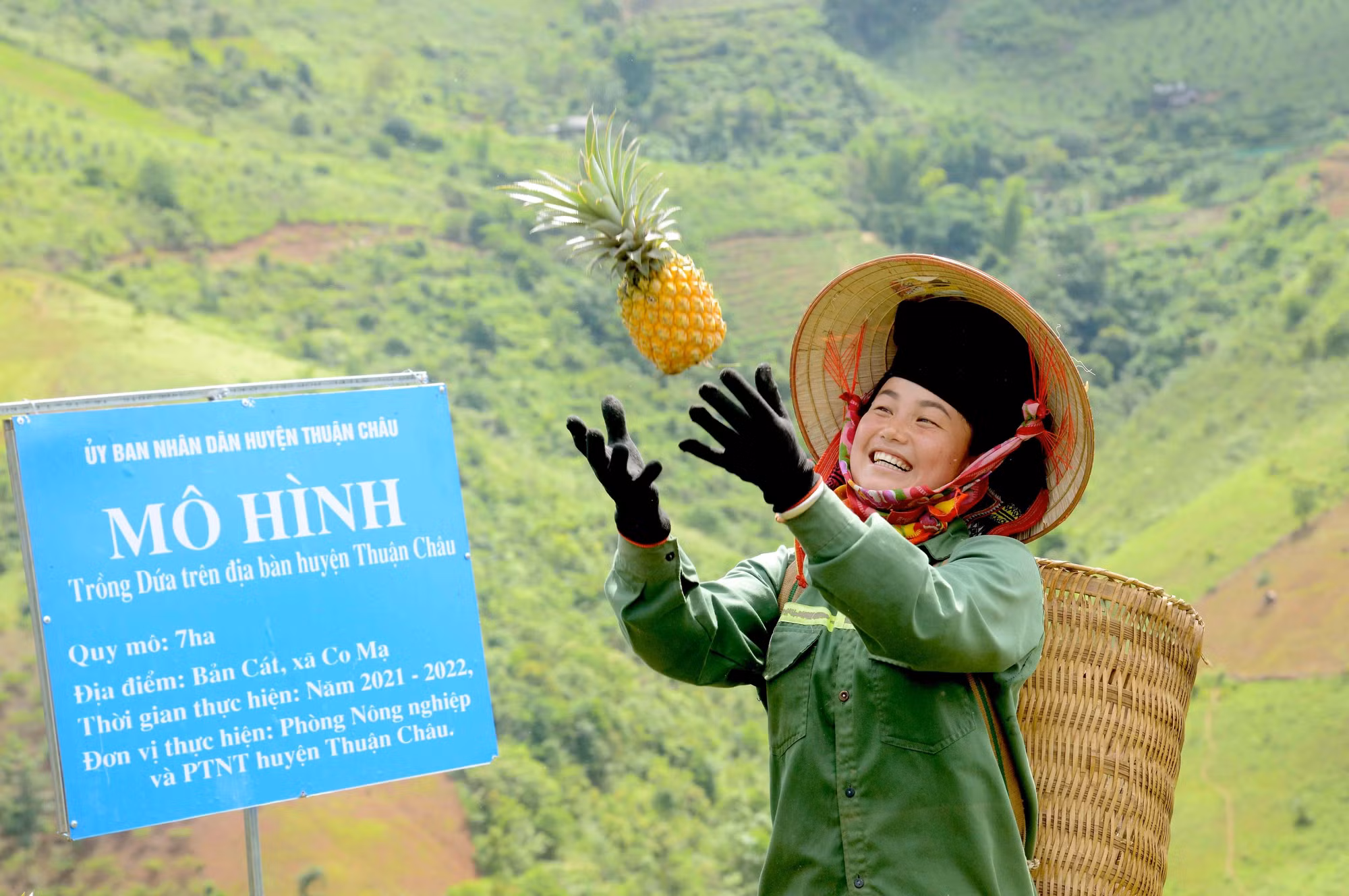 Cây dứa mang lại hiệu quả kinh tế cao cho nông dân huyện Thuận Châu - Sơn La ảnh 7