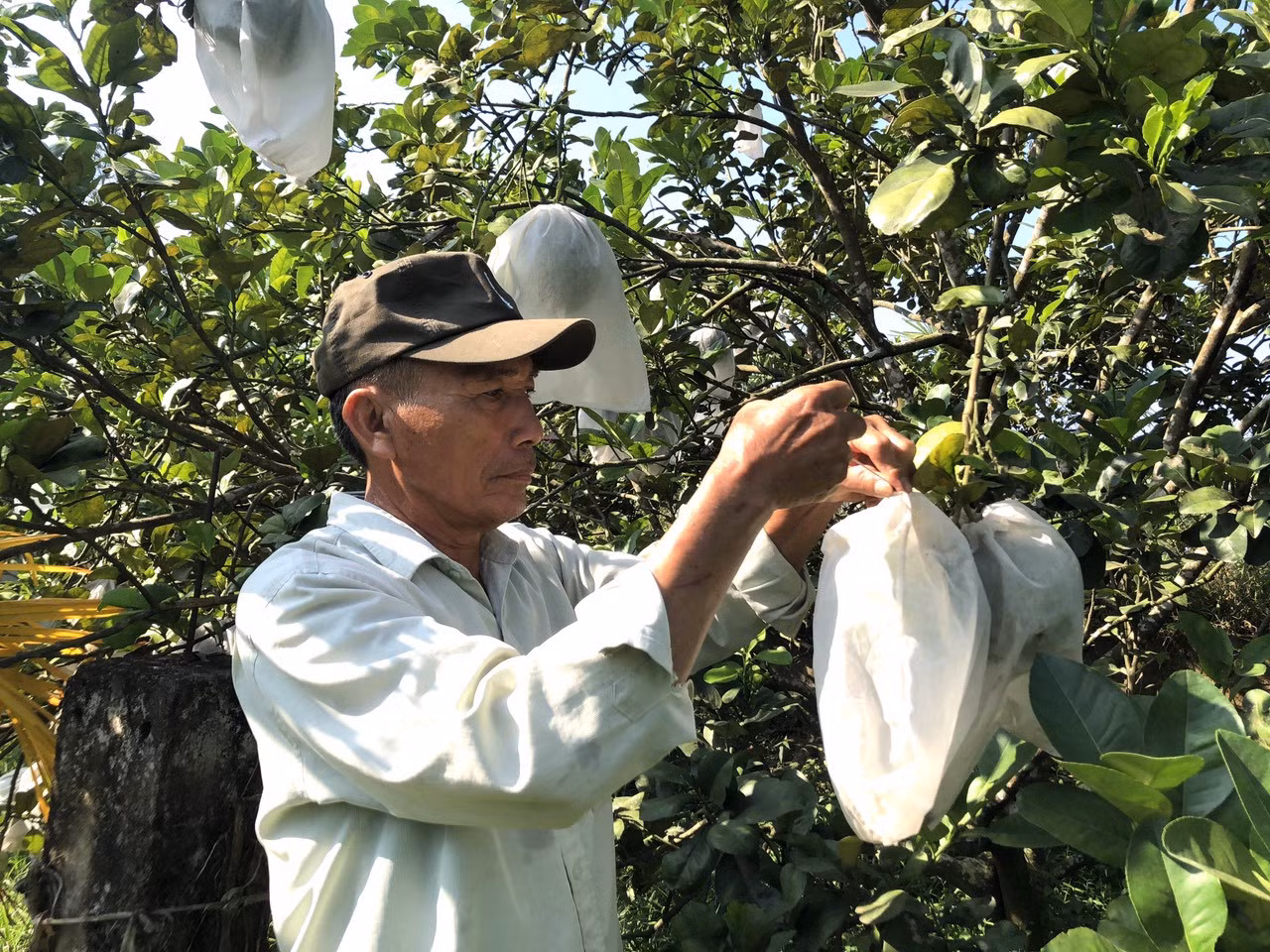 Ông Phan Xuân Tâm thành công từ mô hình trang trại tổng hợp ảnh 1