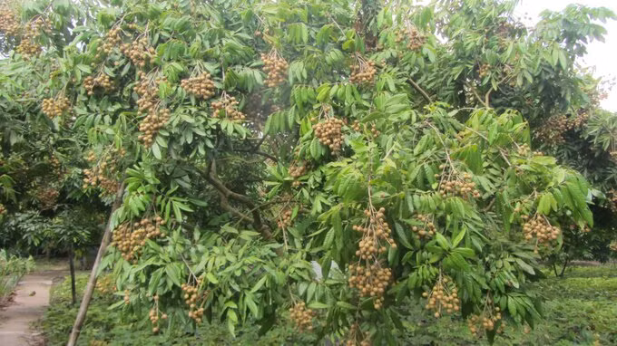 Hưng Yên ứng dụng công nghệ tưới tự động thâm canh nhãn ảnh 1