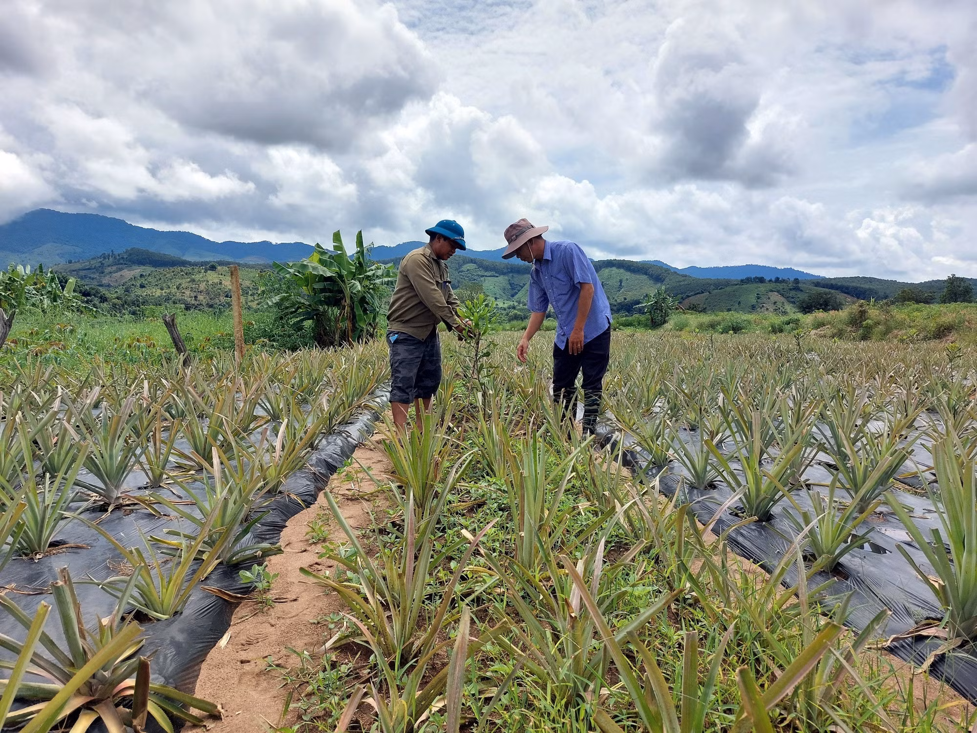 Kon Tum: Thay đổi cách thức lao động, sản xuất giúp đồng bào dân tộc thiểu số vươn lên thoát nghèo ảnh 2