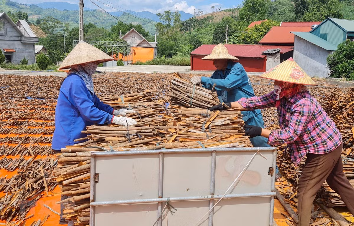 Quế Lào Cai đối mặt với thách thức để phát triển bền vững ảnh 1