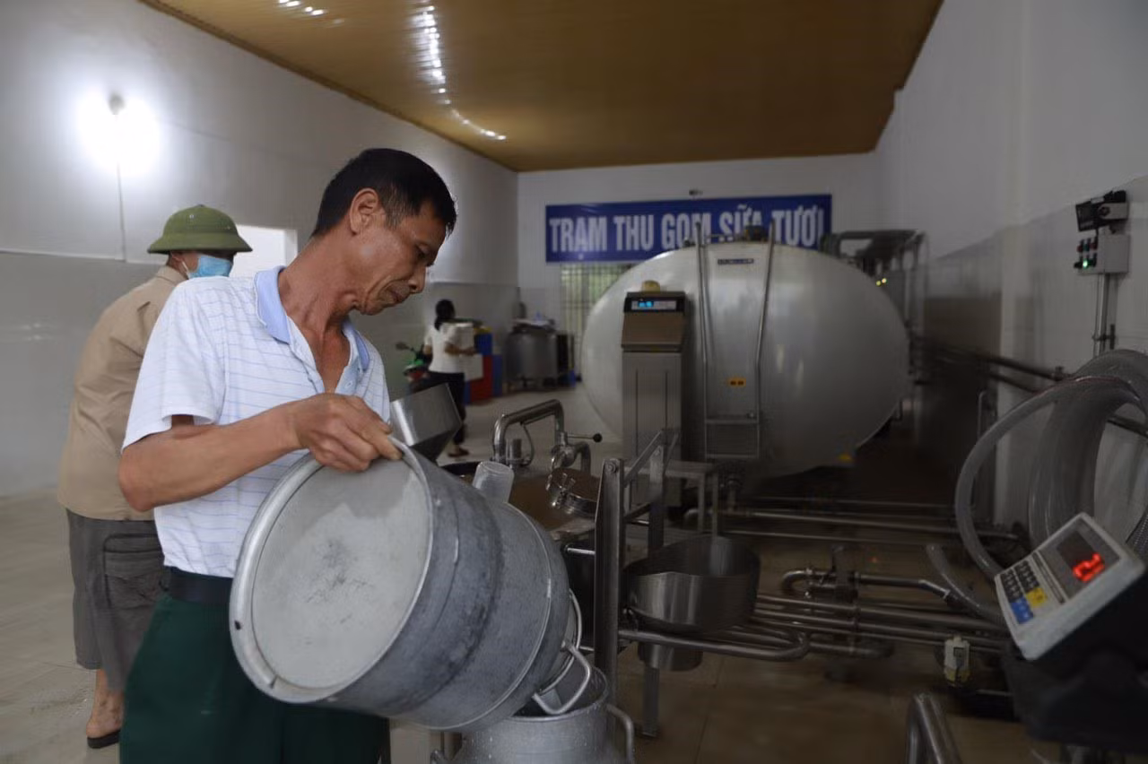 Hướng phát triển bền vững cho sản phẩm từ bò sữa ảnh 2