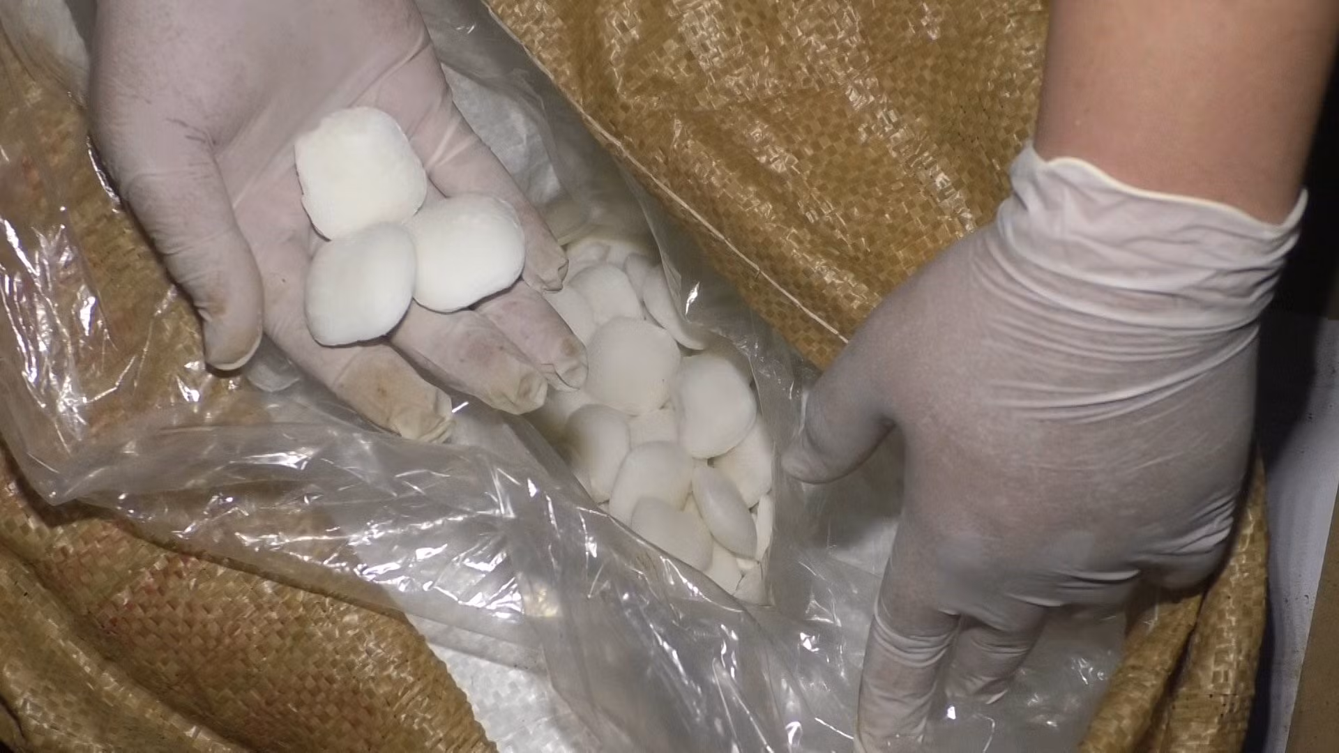 Công an Lào Cai thu giữ một lượng lớn thuốc nổ và chất Xyanua ảnh 1