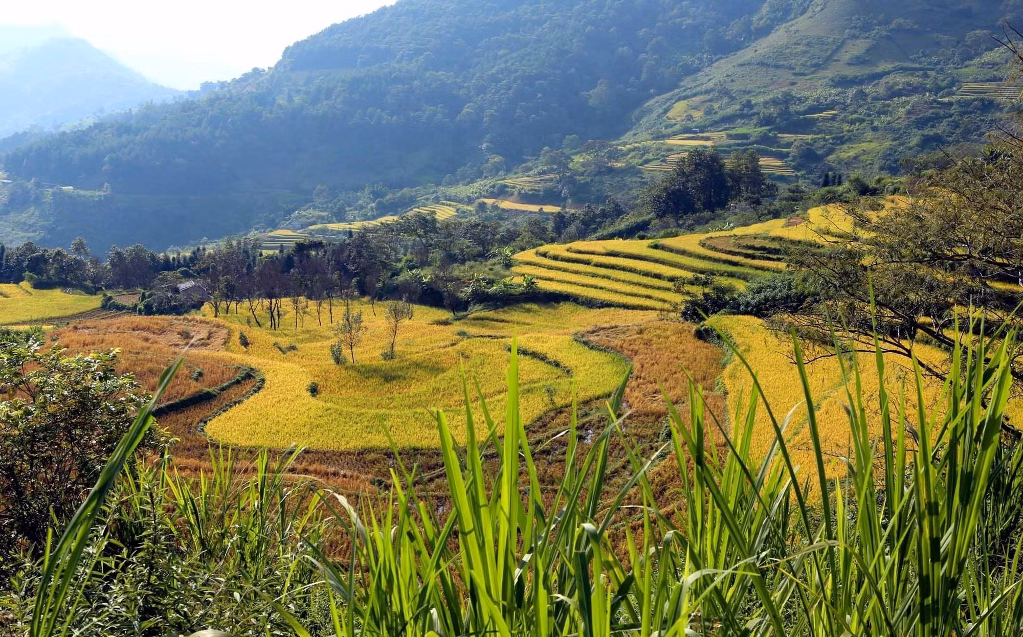Mùa vàng trên vùng biên Phong Thổ (Lai Châu) ảnh 5