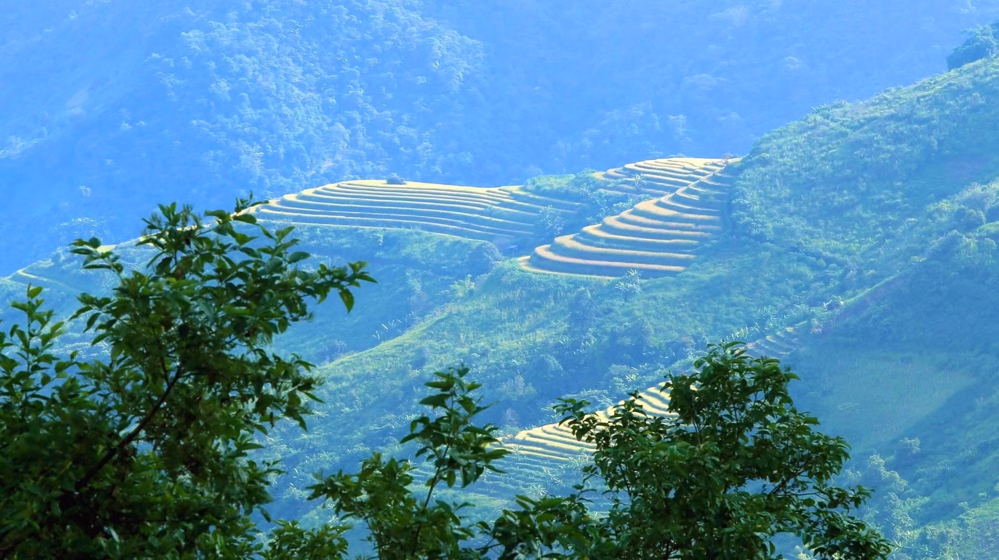 Mùa vàng trên vùng biên Phong Thổ (Lai Châu) ảnh 2