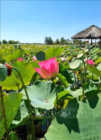 Đồng bào Chăm Ninh Thuận phát triển kinh tế từ mô hình trồng sen ảnh 1