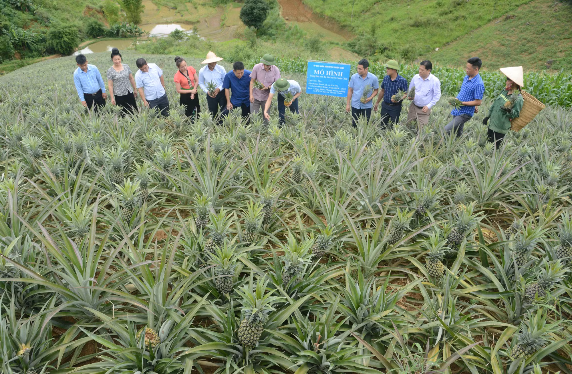 Cây dứa mang lại hiệu quả kinh tế cao cho nông dân huyện Thuận Châu - Sơn La ảnh 3