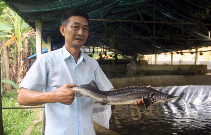 Ông Hà Khắc Sâm - "Vua" cá tầm xứ Thanh ảnh 1