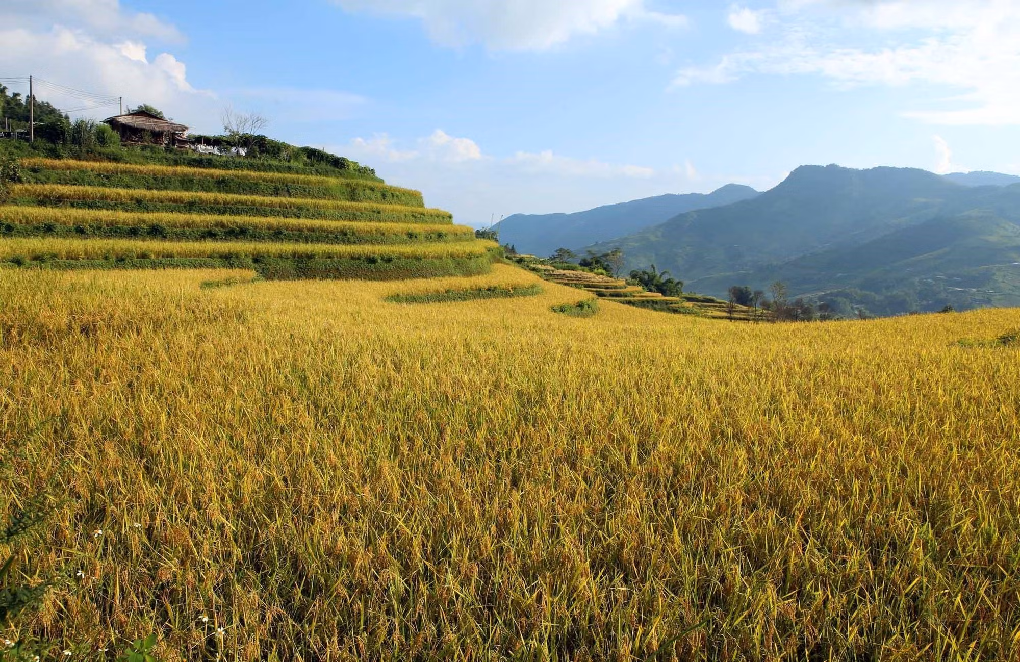 Mùa vàng trên vùng biên Phong Thổ (Lai Châu) ảnh 8