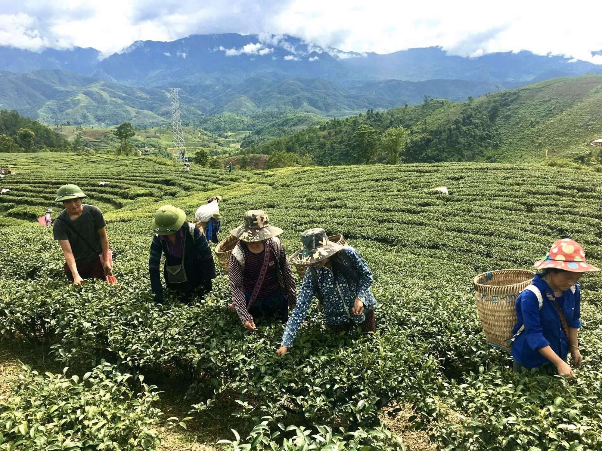 Lai Châu xây dựng vùng nguyên liệu gắn với nhà máy chế biến chè ảnh 1