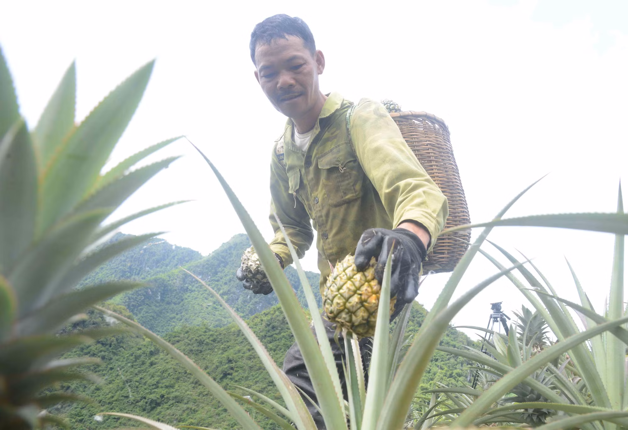 Cây dứa mang lại hiệu quả kinh tế cao cho nông dân huyện Thuận Châu - Sơn La ảnh 2