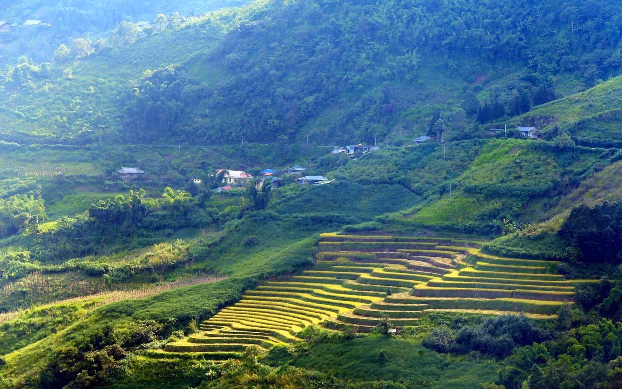 Mùa vàng trên vùng biên Phong Thổ (Lai Châu) ảnh 4