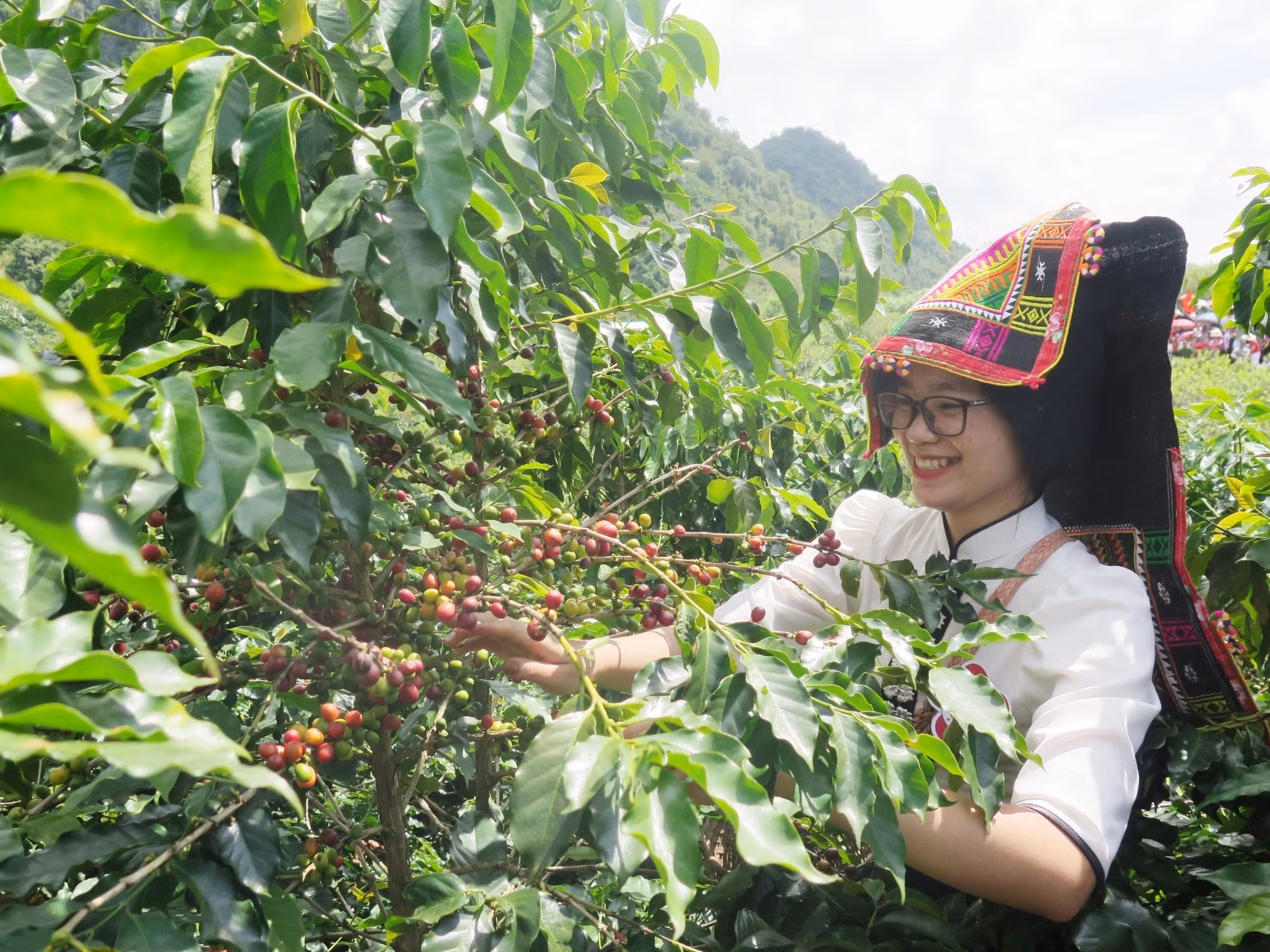 Nâng tầm thương hiệu cà phê Sơn La ảnh 3
