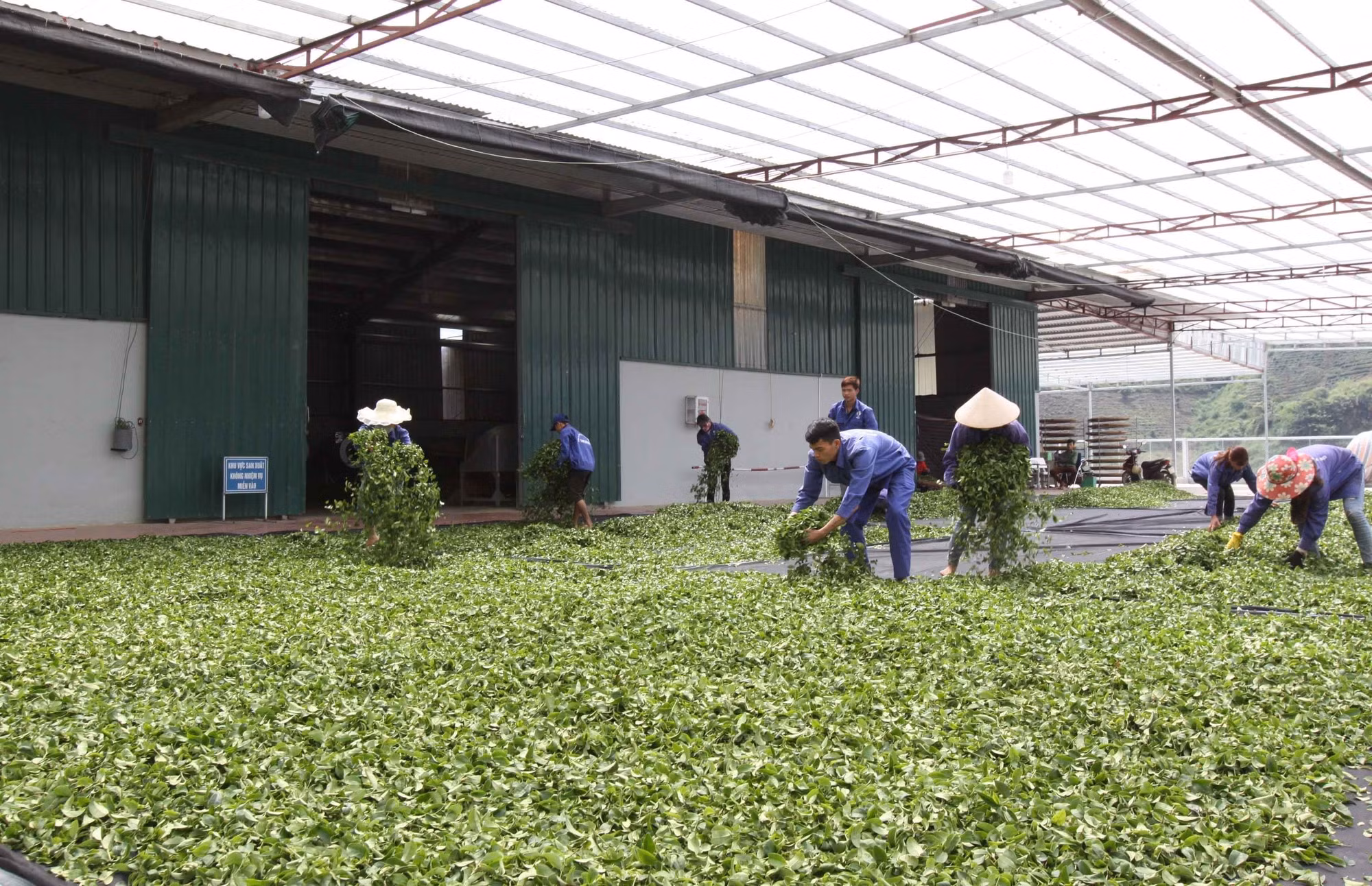 Lai Châu xây dựng vùng nguyên liệu gắn với nhà máy chế biến chè ảnh 3