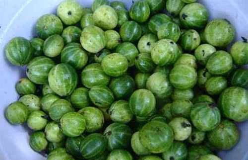 Trái cà đắng