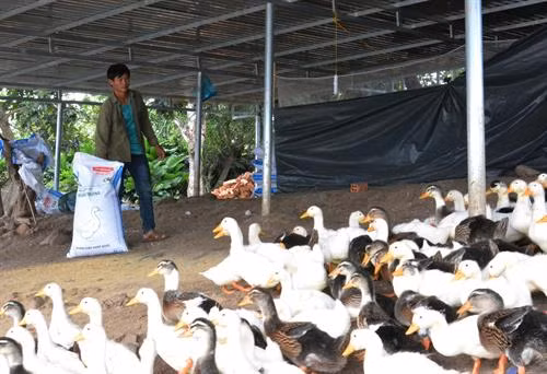 Trừ chi phí sản xuất, mỗi năm mô hình này cho thu nhập trên 300 triệu đồng. Ảnh: Nguyễn Tuấn Anh - TTXVN