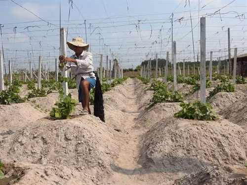 Trồng sắn dây giúp nhiều hộ nông dân thoát nghèo, có thu nhập ổn định.