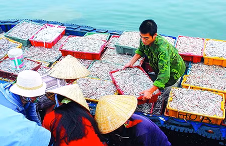 Các khay cá nhanh chóng được chuyển lên bờ.