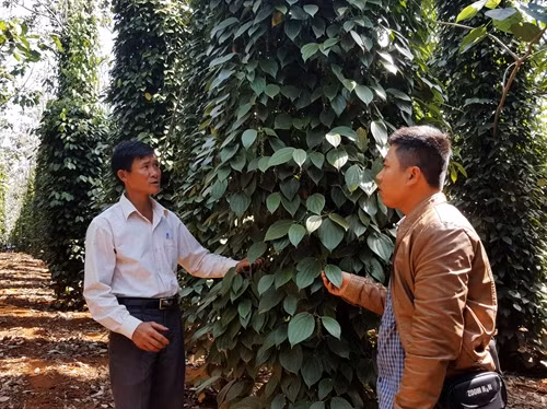 Canh tác tiêu theo hướng sinh học giúp nông dân hạn chế nguy cơ cây chết do dịch bệnh, hạn hán.