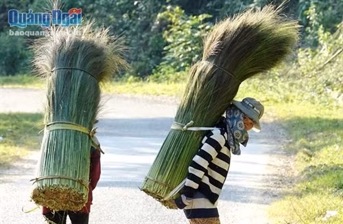 Mùa này, đi đọc trên các tuyến đường vùng cao Tây Trà, người đi đường dễ dàng bắt gặp hình ảnh những cô gái dân tộc Co gùi trên lưng những bông hoa đót thu hoạch được từ rừng về. Cùng với cây lồ ô, mây... thì cây đót cũng được xem là nguồn lợi tự nhiên giúp người dân vùng cao nơi đây có thêm nguồn thu nhập.