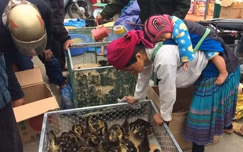 Số lượng người dân tụ tập rất đông vui náo nhiệt Người dân tranh thủ nói chuyện, giao lưu với nhau Những món hàng đặc trưng của vùng cao Em bé ngủ ngon lành trên lưng mẹ, trong khi người mẹ đang mua bán Quang cảnh trong phiên chợ bò Các chú bò khỏe mạnh đang chờ có người mua Một gia đình đang trò chuyện sau khi đã mua được những chú bò ưng ý Lại một cậu bé nữa ngủ ngon để mẹ bán hàng Người mua, kẻ bán rất vui vẻ Tranh thủ nghỉ ngơi trong lúc đợi người mua hàng Các chú lợn đen sắp được về với chủ mới Đồng bào đang trao đổi để mua các chú lợn con