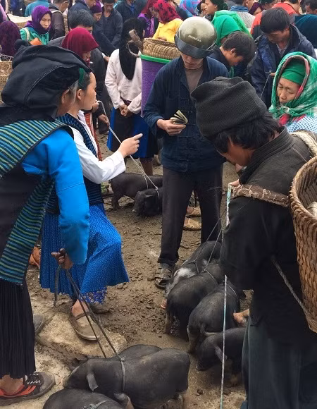 Số lượng người dân tụ tập rất đông vui náo nhiệt Người dân tranh thủ nói chuyện, giao lưu với nhau Những món hàng đặc trưng của vùng cao Em bé ngủ ngon lành trên lưng mẹ, trong khi người mẹ đang mua bán Quang cảnh trong phiên chợ bò Các chú bò khỏe mạnh đang chờ có người mua Một gia đình đang trò chuyện sau khi đã mua được những chú bò ưng ý Lại một cậu bé nữa ngủ ngon để mẹ bán hàng Người mua, kẻ bán rất vui vẻ Tranh thủ nghỉ ngơi trong lúc đợi người mua hàng Các chú lợn đen sắp được về với chủ mới Đồng bào đang trao đổi để mua các chú lợn con