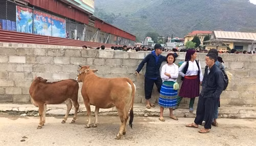 Số lượng người dân tụ tập rất đông vui náo nhiệt Người dân tranh thủ nói chuyện, giao lưu với nhau Những món hàng đặc trưng của vùng cao Em bé ngủ ngon lành trên lưng mẹ, trong khi người mẹ đang mua bán Quang cảnh trong phiên chợ bò Các chú bò khỏe mạnh đang chờ có người mua Một gia đình đang trò chuyện sau khi đã mua được những chú bò ưng ý Lại một cậu bé nữa ngủ ngon để mẹ bán hàng Người mua, kẻ bán rất vui vẻ Tranh thủ nghỉ ngơi trong lúc đợi người mua hàng Các chú lợn đen sắp được về với chủ mới Đồng bào đang trao đổi để mua các chú lợn con