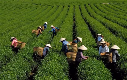 Ninh Bình phát triển thương hiệu chè xanh Ba Trại ảnh 2