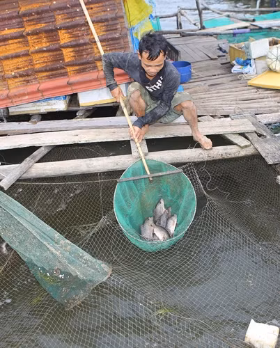 Anh Trần Vường ở thôn Tân An, xã Phú Thuận, huyện Phú Vang sau khi nhận tiền bồi thường vẫn tiếp tục nghề nuôi cá lồng.