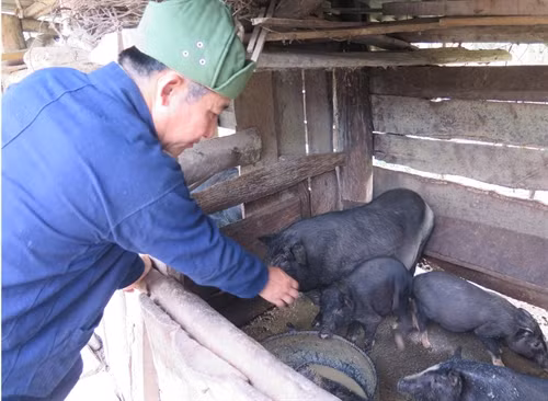 Ông Lỳ Xuyến Phù chăm lo sản xuất.