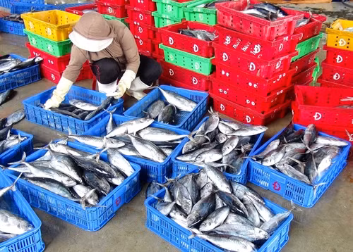 Phân loại cá ngừ sọc dưa.