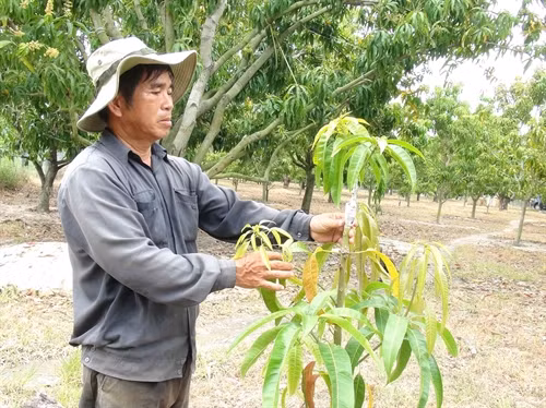 Diện tích trồng xoài Úc đang phát triển mạnh tại huyện Cam Lâm, cây trồng được chọn để chuyển đổi trong đề án