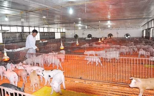 Khu hệ thống chuồng úm rộng hàng trăm m2. Ảnh: Danviet