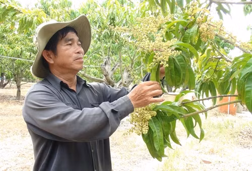 Ông Ngô Trong kiểm tra hoa xoài Úc