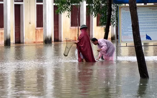 Người dân ở thành phố Hà Tĩnh đi bắt cá ngay trên đường phố, khu dân cư. Ảnh: Công Tường- phóng viên TTXVN tại Hà Tĩnh.