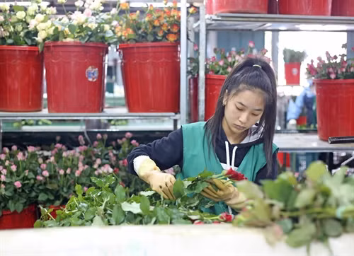 Hoa hồng Đà Lạt được phân loại trước khi chuyển đi tiêu thụ.