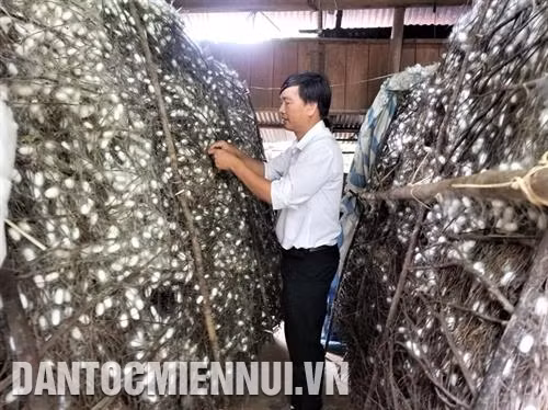 Cứ 1 ha dâu có thể nuôi được 32 hộp trứng/năm, trừ mọi chi phí, thu nhập bình quân của mỗi hộ có thể đạt 12 triệu đồng/người/tháng, cao gấp 4 lần so với sản xuất cây màu hoặc các công việc khác. Ảnh: Khoa Trương Một chu kỳ nuôi tằm kéo dài từ 15 - 16 ngày. Ảnh: Nguyễn Hoàng