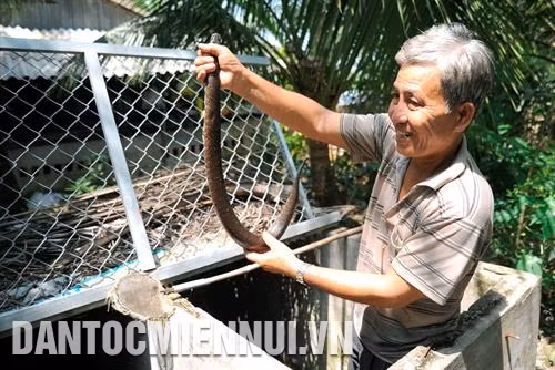 Lò sấy tôm khô, bánh phồng tôm sử dụng công nghệ năng lượng mặt trời tại Hợp tác xã Tân Phát Lợi, xã Tân Ân Tây, huyện Ngọc Hiển. Ảnh: Phúc Thanh Mô hình nuôi rắn ri voi đem lại hiệu quả kinh tế, cải thiện thu nhập của gia đình ông Phùng Văn Luôl tại ấp 4, xã Tân Lộc Bắc, huyện Thới Bình. Ảnh: Kim Há
